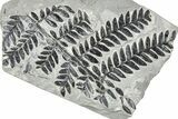 Carboniferous Fossil Fern (Odontopteris) - France #378081-1